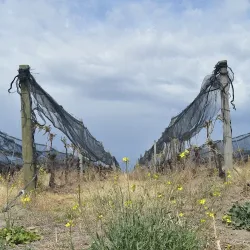 Negocio Accommodation La Pichona
