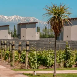 Negocio Agrelo Vines