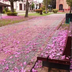 Negocio Alojamientos "Pachira"