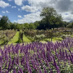 Negocio Aráoz De Lamadrid Hotel & Bodega