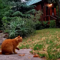Negocio Cabaña Las Nubes