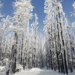 Negocio Cabañas Bosque De Sol