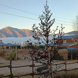 Cabañas Las Castañitas