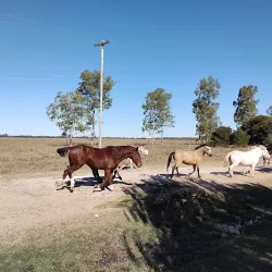 Negocio Cabañas Las Primorosas