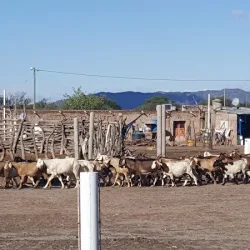 Negocio Cabanas Los Arrieros