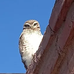 Negocio Cabañas Rosarito