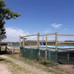 Negocio Campo Brandsen