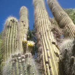 Negocio Eco Ranchos Y Dormir Con Llamas
