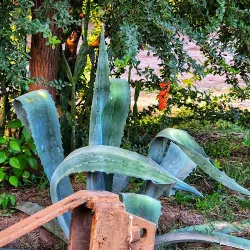 Negocio El Solar De Los Olivos