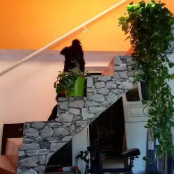 Negocio Hospedaje Flavio