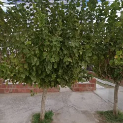 Negocio Hospedaje Raúl