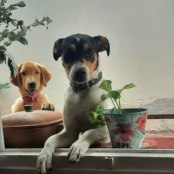 Negocio Hostal Canino "Amigos De Bauti"