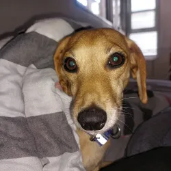 Negocio Hostel De Oto