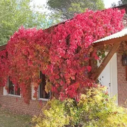 Negocio Hosteria Y Cabañas "Los Mimbres"
