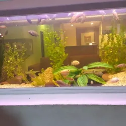 Negocio Hotel Trocadero Necochea