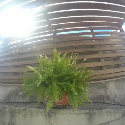 Negocio Kymani House