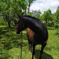 Negocio La Carmencita Casa De Campo, Manzanares, Pilar
