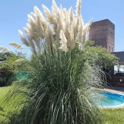 Los Espinillos De San Isidro