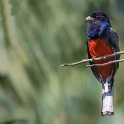 Negocio Surucua Reserva & Ecolodge